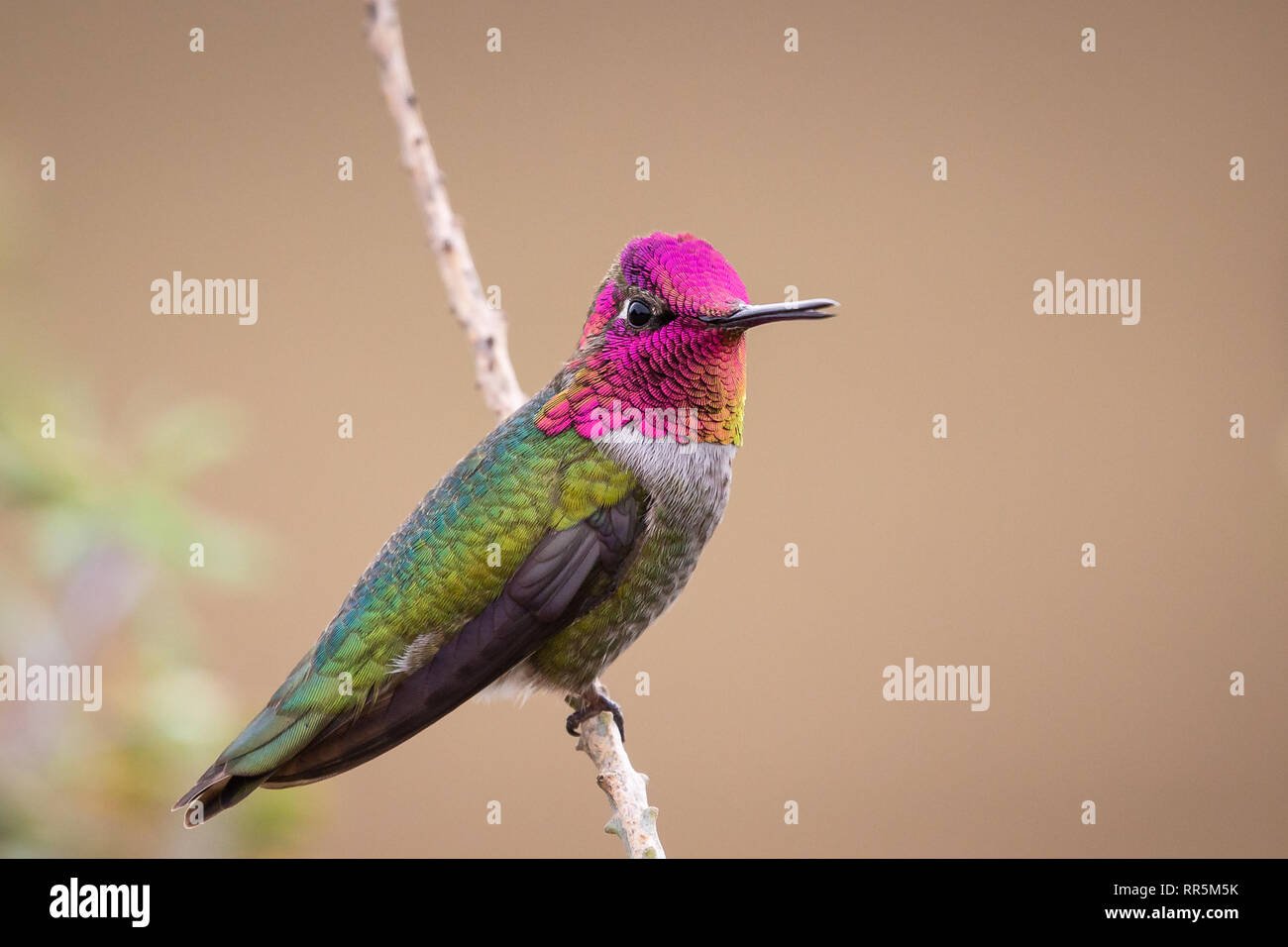 Männliche Anna's Kolibri (Calypte Anna) mit hellen irisierende rötlich rosa Krone und gorget Sitzen auf einem Ast in San Diego Stockfoto