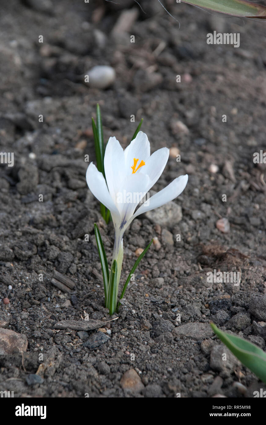 Weiß krokus im Boden, Frühling, Sommer Stockfoto