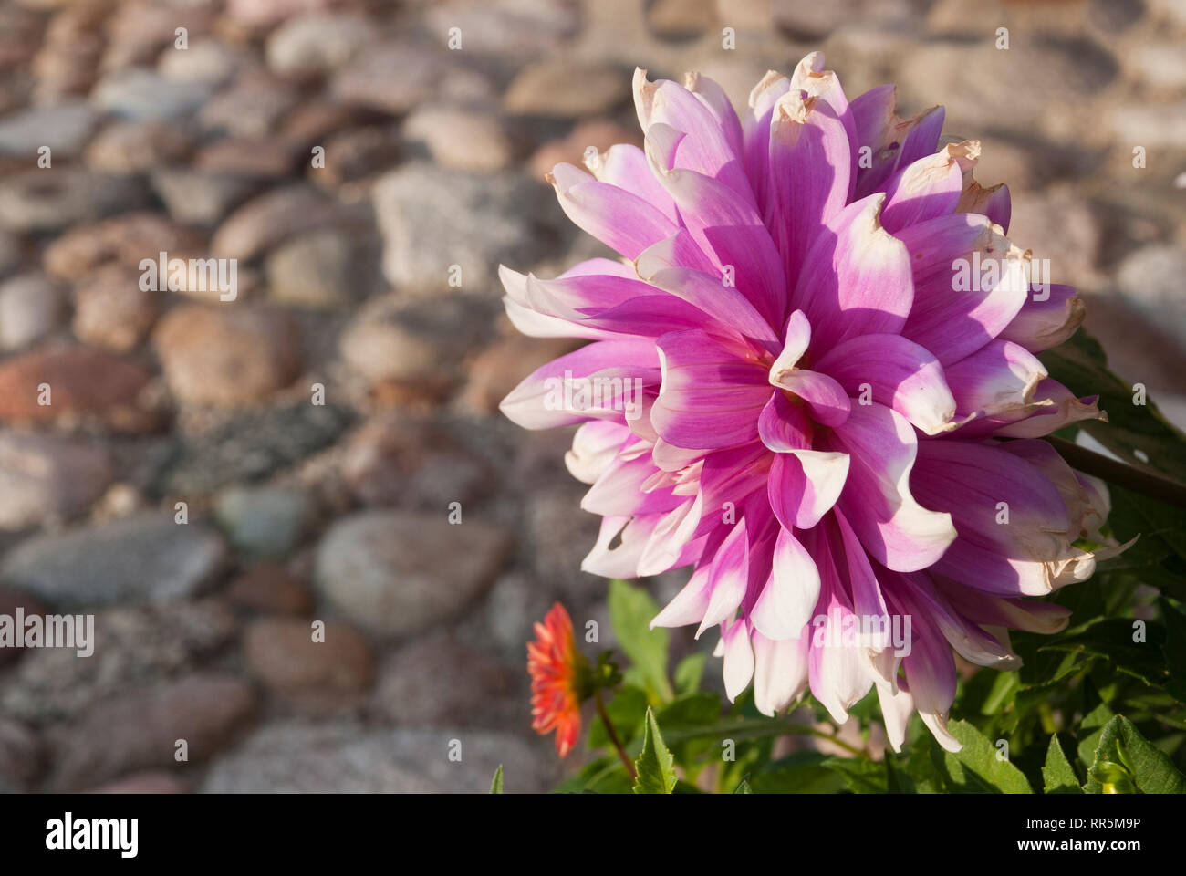 Dahlie auf einem Stein, Frühling, Sommer Stockfoto