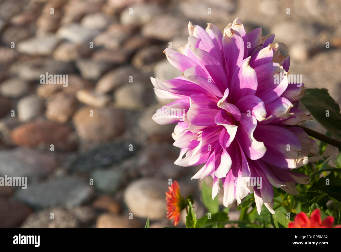 Dahlie auf einem Stein, Frühling, Sommer Stockfoto