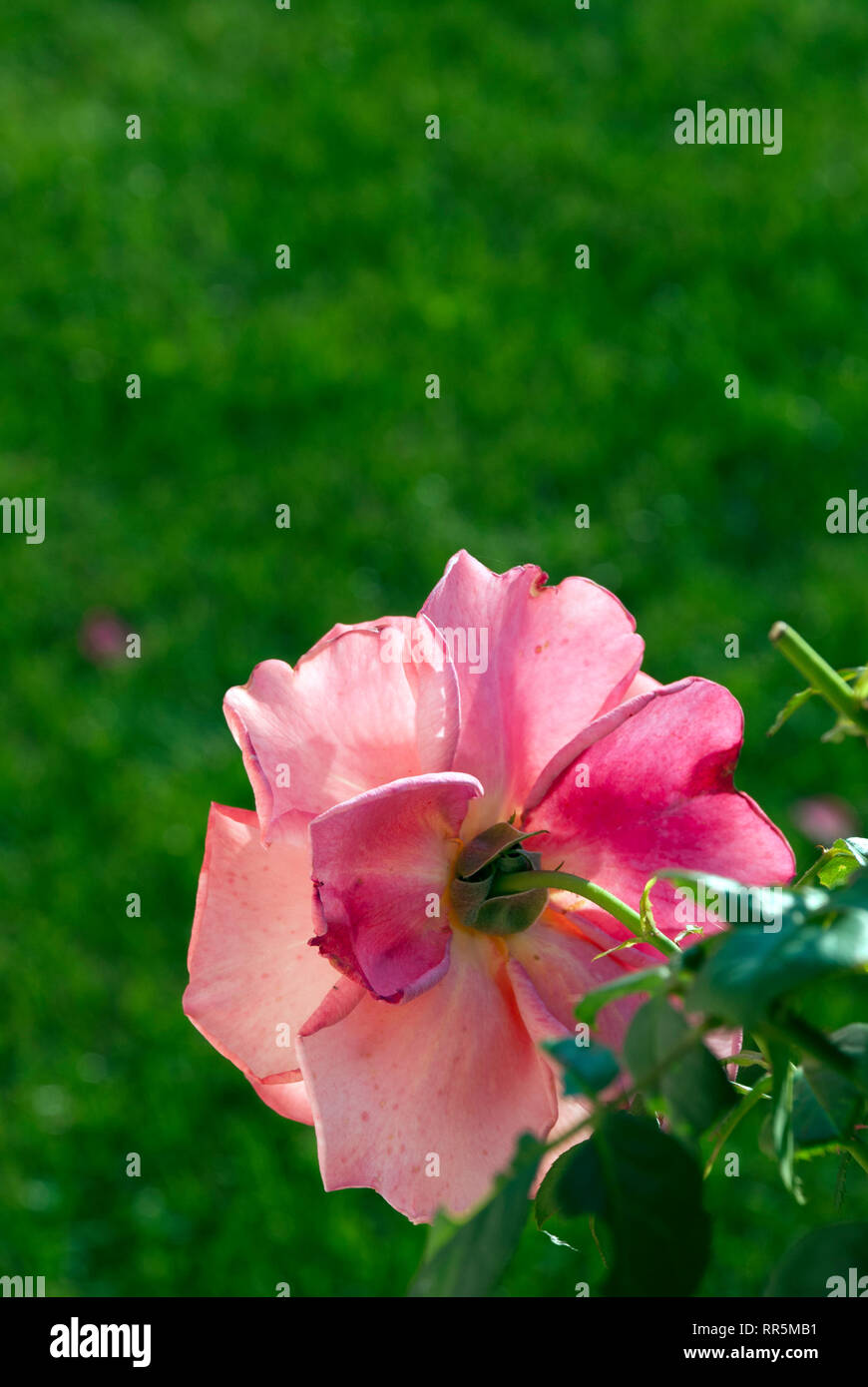 Rose auf einem unscharfen Hintergrund, Frühling, Sommer Stockfoto