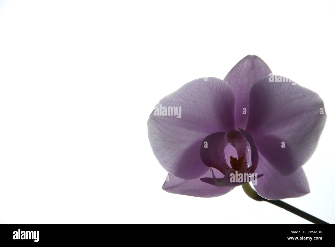 Orchidee auf weißem Hintergrund, Frühling, Sommer Stockfoto