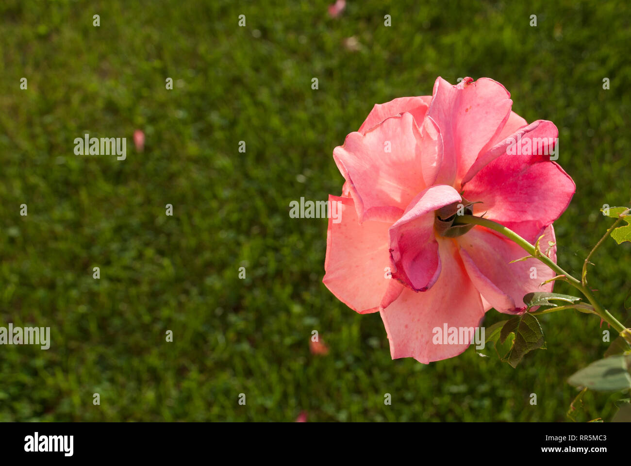 Rose auf einem unscharfen Hintergrund, Frühling, Sommer Stockfoto
