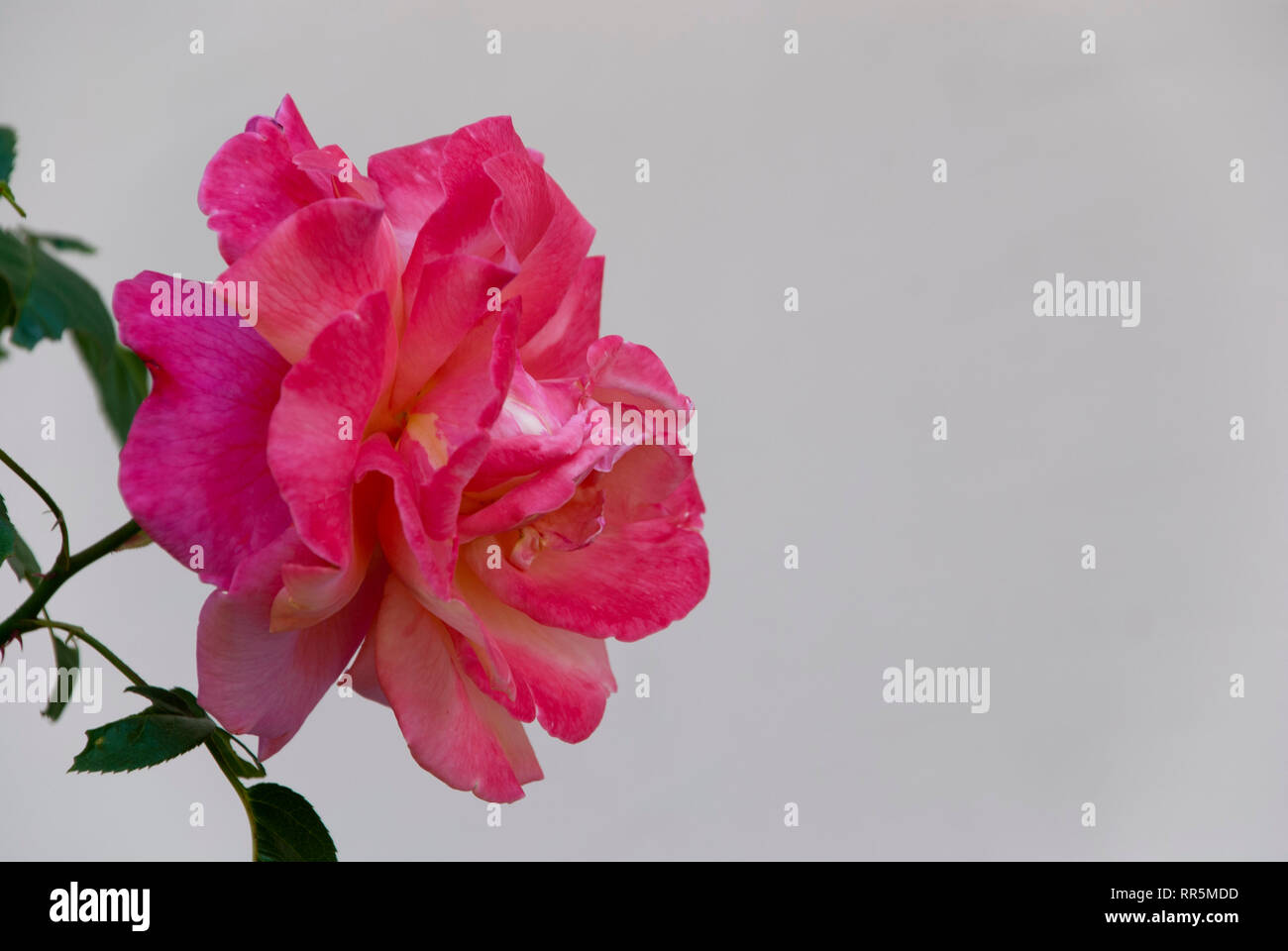 Rose auf einem neutralen Hintergrund, Frühling, Sommer Stockfoto