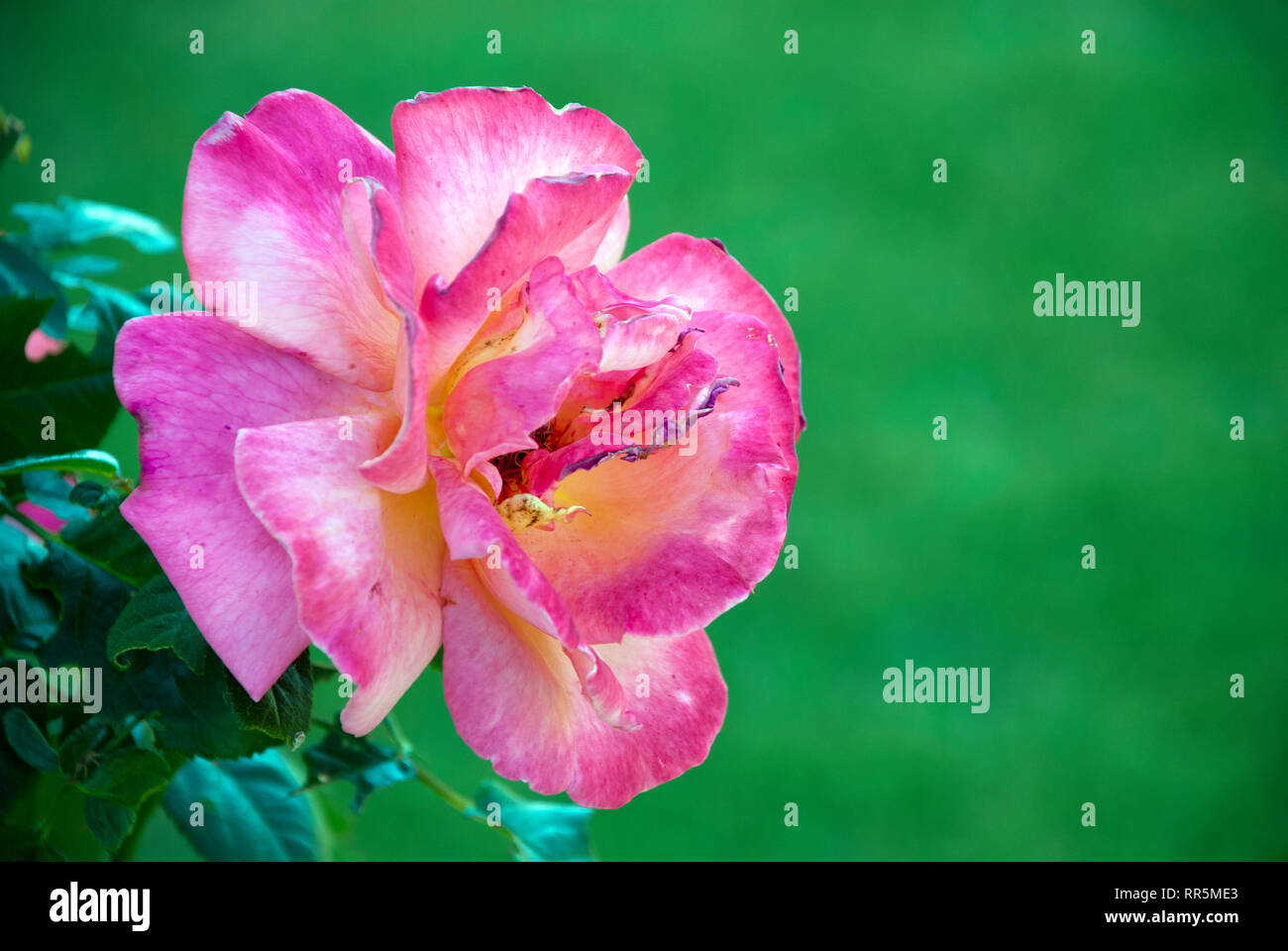 Rose auf einem unscharfen Hintergrund, Frühling, Sommer Stockfoto