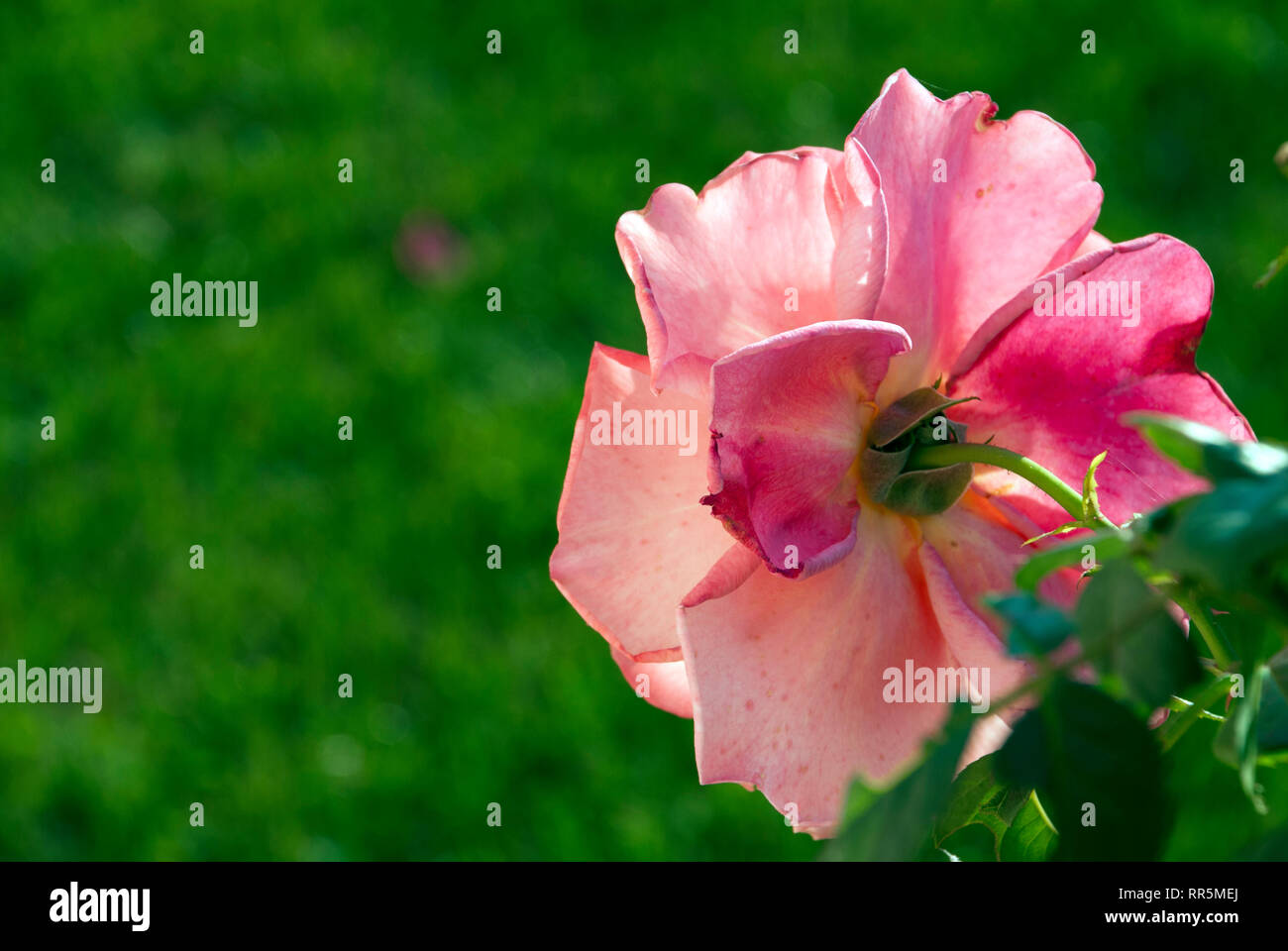 Rose auf einem unscharfen Hintergrund, Frühling, Sommer Stockfoto