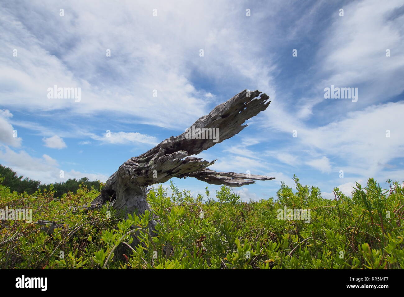 Ein verwittertes Baumstumpf erinnert an Alligator backen in der saltwort Felder der Küsten Paririe im Everglades National Park, Florida. Stockfoto