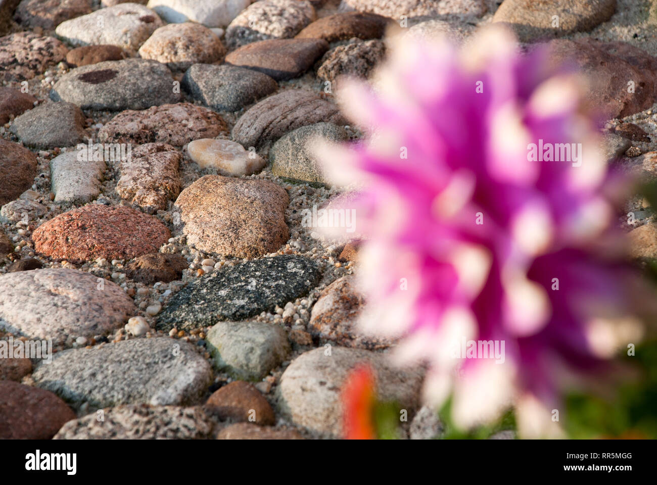 Stein mit Fuzzy Dahlia, Frühling, Sommer Stockfoto