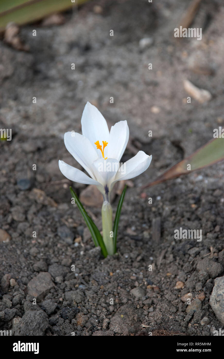 Weiß krokus im Boden, Frühling, Sommer Stockfoto