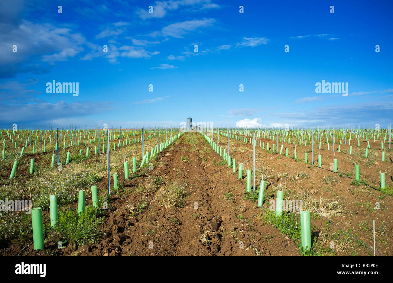Reihen von Weinstöcken Knospen durch Baum Tierheim Rohre geschützt und durch tropfende System bewässert. Tierra de Barros, Extremadura, Spanien Stockfoto