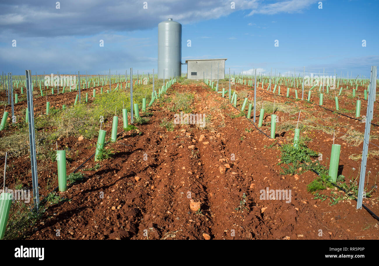 Weinreben bewässert mit tropfenden System. Rohre, Wassertank und Pumpstation sichtbar Stockfoto