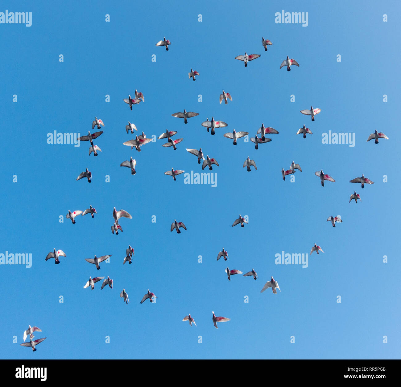 Tauben im Flug gegen den blauen Himmel in Spanien. Die Unterseite der gewinnt mit rot lackierten Punkt für die Identifikation. Stockfoto