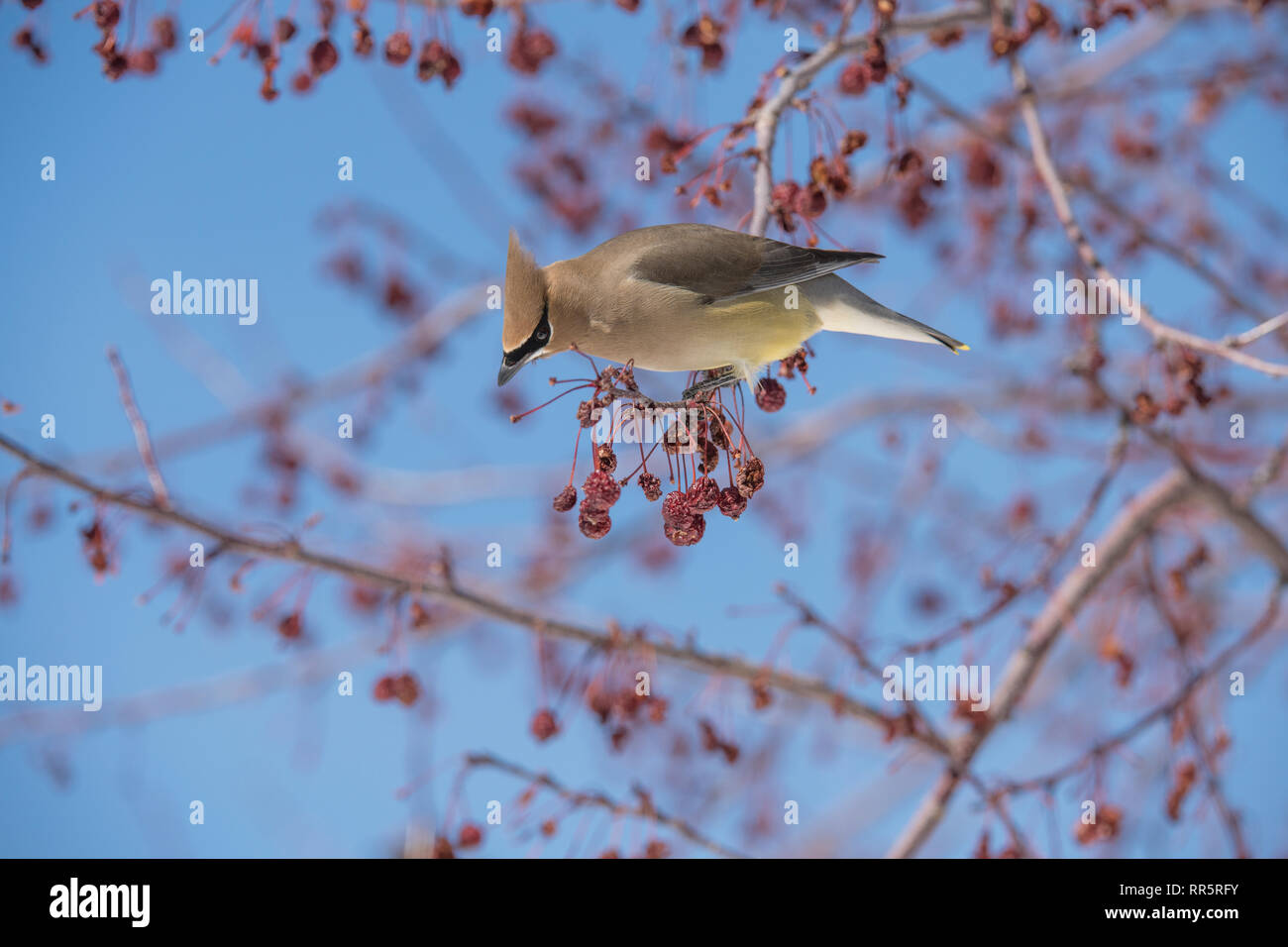 Cedar Waxwing in einer Wiese Feuer crabapple Tree Stockfoto