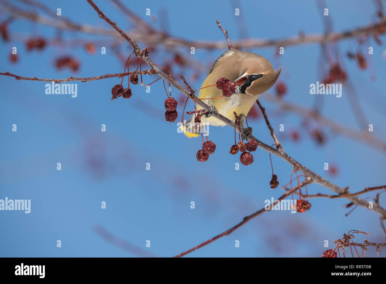 Cedar Waxwing in einer Wiese Feuer crabapple Tree Stockfoto