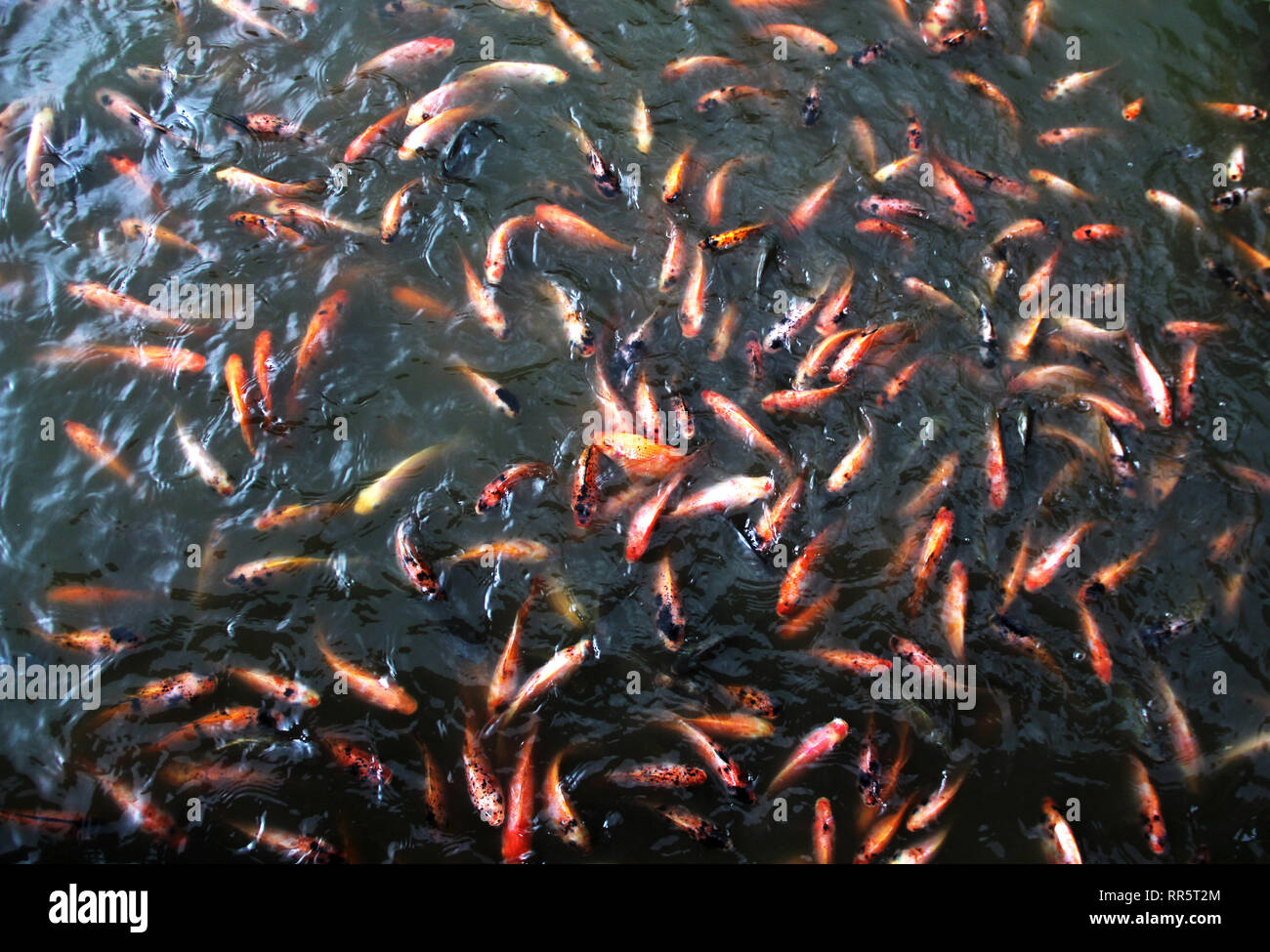 Der tilapia fischteich Fotos und Bildmaterial in hoher Auflösung Alamy