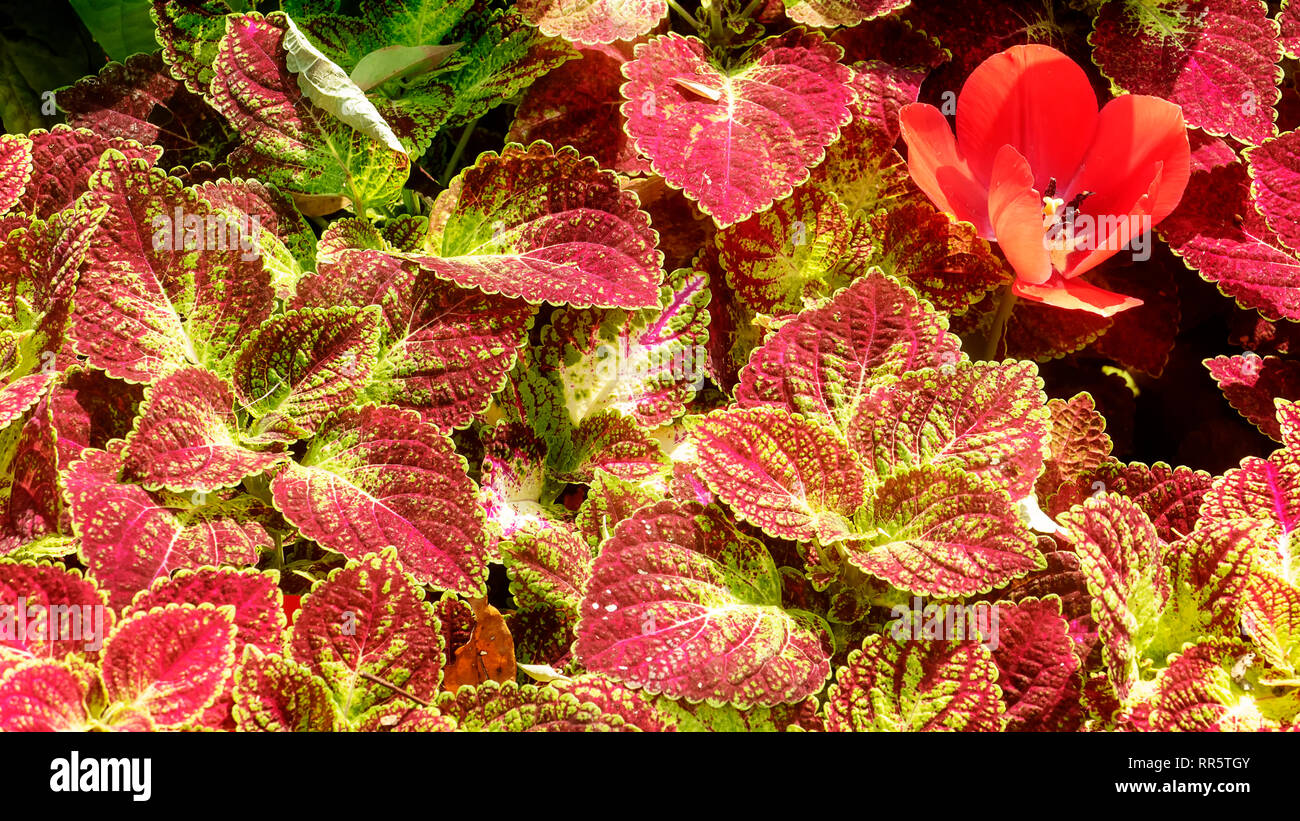 Die hellen Rot Grün Skullcaplike Coleus, Coleus Blumei auch genannt Brennnessel Hintergrund gemalt Stockfoto
