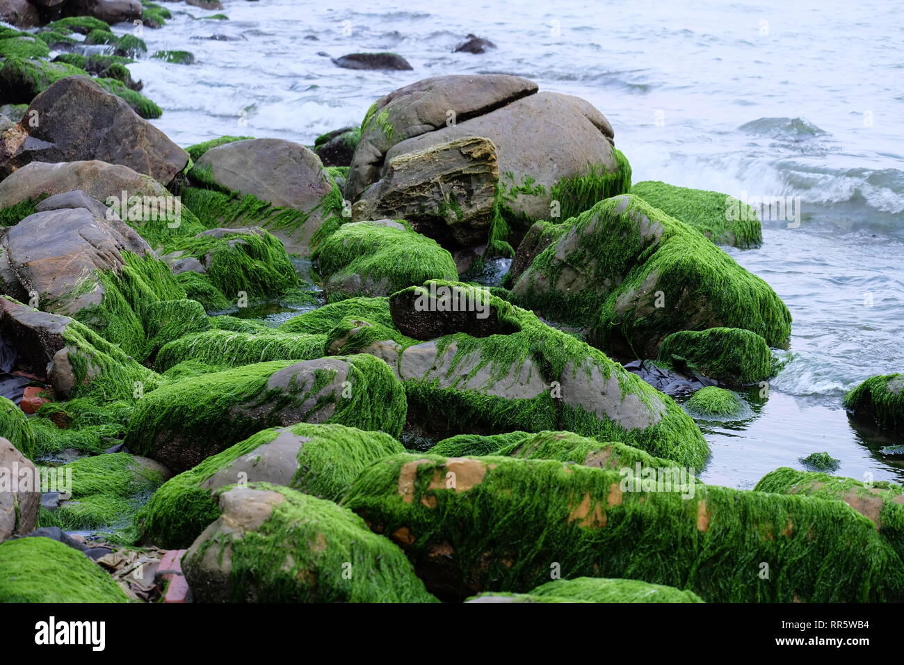 Moss-Saison in Danang City, die Felsen von grünen abgedeckt sind Stockfoto