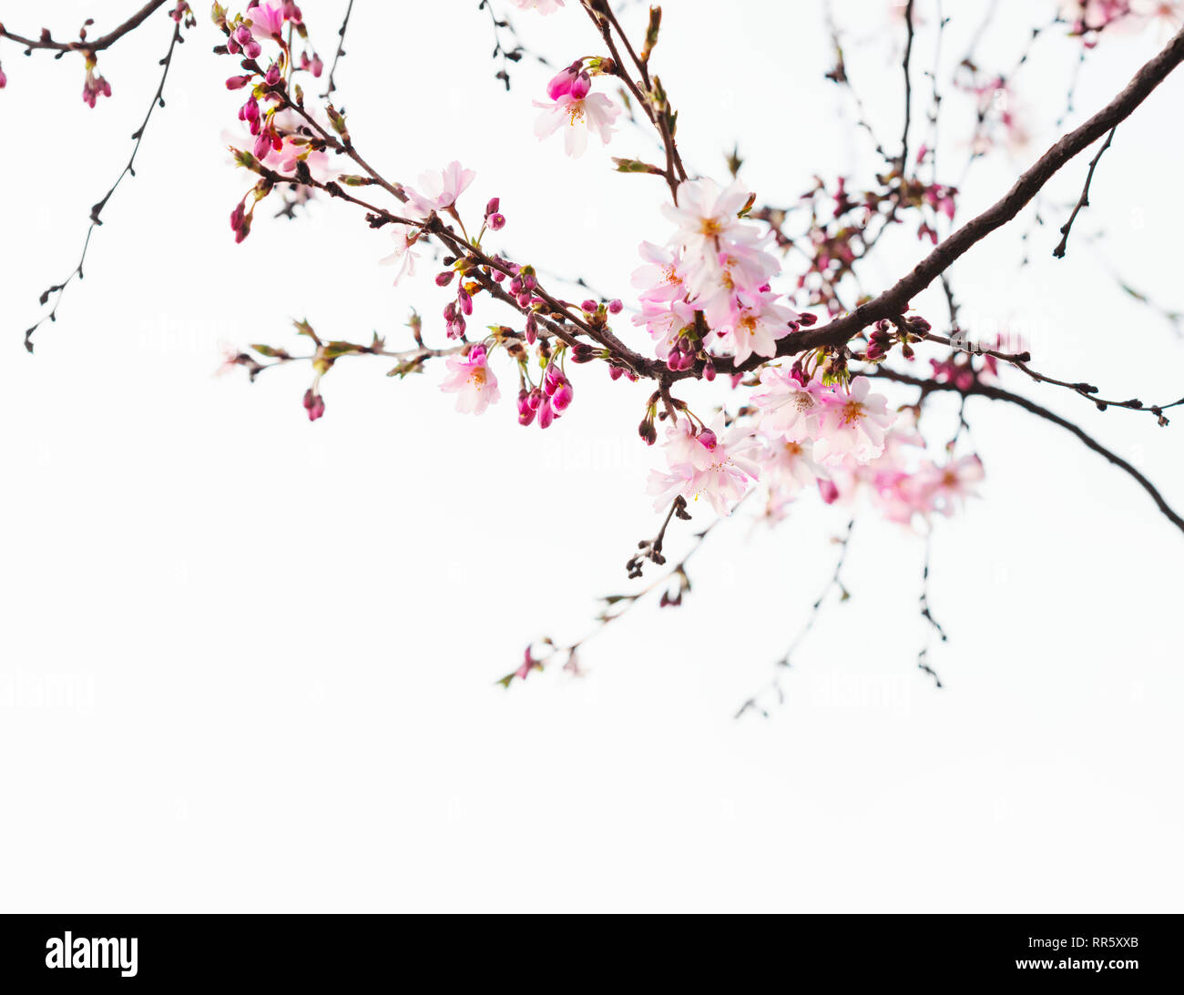 Zweige mit hellrosa Blüten der Kirschblüte (Sakura). Getönten Bild. Stockfoto