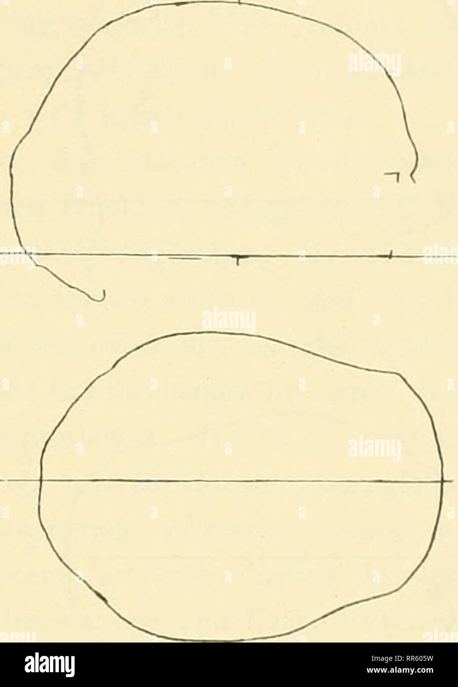 . Abhandlungen und Berichte. Natural History; Natural History. Abb. 14. Schädel Nr. 5. Abb 15. Schädel Nr. 6. ist nicht mehr festzustellen. Referenzen ist Sterben Schädelkapsel und Einzelstiicke von Gesicht und Unterkiefer. Okephaler Dolich, mesosemer Flachschädel. Sterben N. verticalis zeigt breite, flache Stirn mit scharfer Umbiegung nach den flachen Seiten, in denen die breite, platte Tubera parietalia aufsitzen, mittelbieites, konisch zulaufendes Hinterhaupt mit eingedrückter Spitze. Auch hier ist die Grundform des Grundrisses sterben Keilform. N. lateralis zeigt eingecurbte Nasenwurzel sterben, kräftige Super Stockfoto