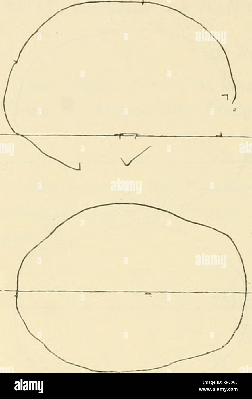 . Abhandlungen und Berichte. Natural History; Natural History. 320 springenden Supei - ciliarwulst, breiten Sulcus / liinten supraglabellaris, schräg ansteigende Stirn mit schwacher Umbiegung zum flachbogigen Cerebralteil, lange, schvvacligewülbte Scheitelhöhe, flachen, schrägen Abstieg zum Lambda, runde, flache votspringende Oberschuppe und Unterschuppe des Occiput und mittelhohen Gaumen. Sterben N facialis zeigt eine sehr breite, niedere, fliehende Stirn mit flachbogigem Scheitelabschluss, weitstehende Tubera frontalia, breiten Sulcus supraglabellaris, getrennte, mächtige Superciliarhöcker, ein Stockfoto