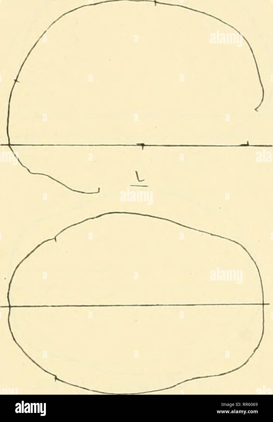 . Abhandlungen und Berichte. Natural History; Natural History. Abb. 11 Schädel Nr.2. Abb. 10. Schädel Nr.1. 1. Mann, 40--50 Jahre alt, ausgegraben 1912 aus einem 14&gt; n vom Fabrik - Firma Bisser entfernten kleinen Hügel, der" Mötefindt Nonnentisch" genannt (Nr. 8). Referenzen ist-Schädel ohne Unterkiefer mit Gesicht. Dolichokephaler megasem Flachschädel, mit schmalem Langgesicht, mesoconch, leptorhin, raesostaphylin. Sterben N. verticalis zeigt eine breite Platte Stirn mit scharfer Umbieguug / den flachen, nahezu parallelen Seiten, flache Tubera paiietalia, konisch zulaufendes, schmales Hin Stockfoto