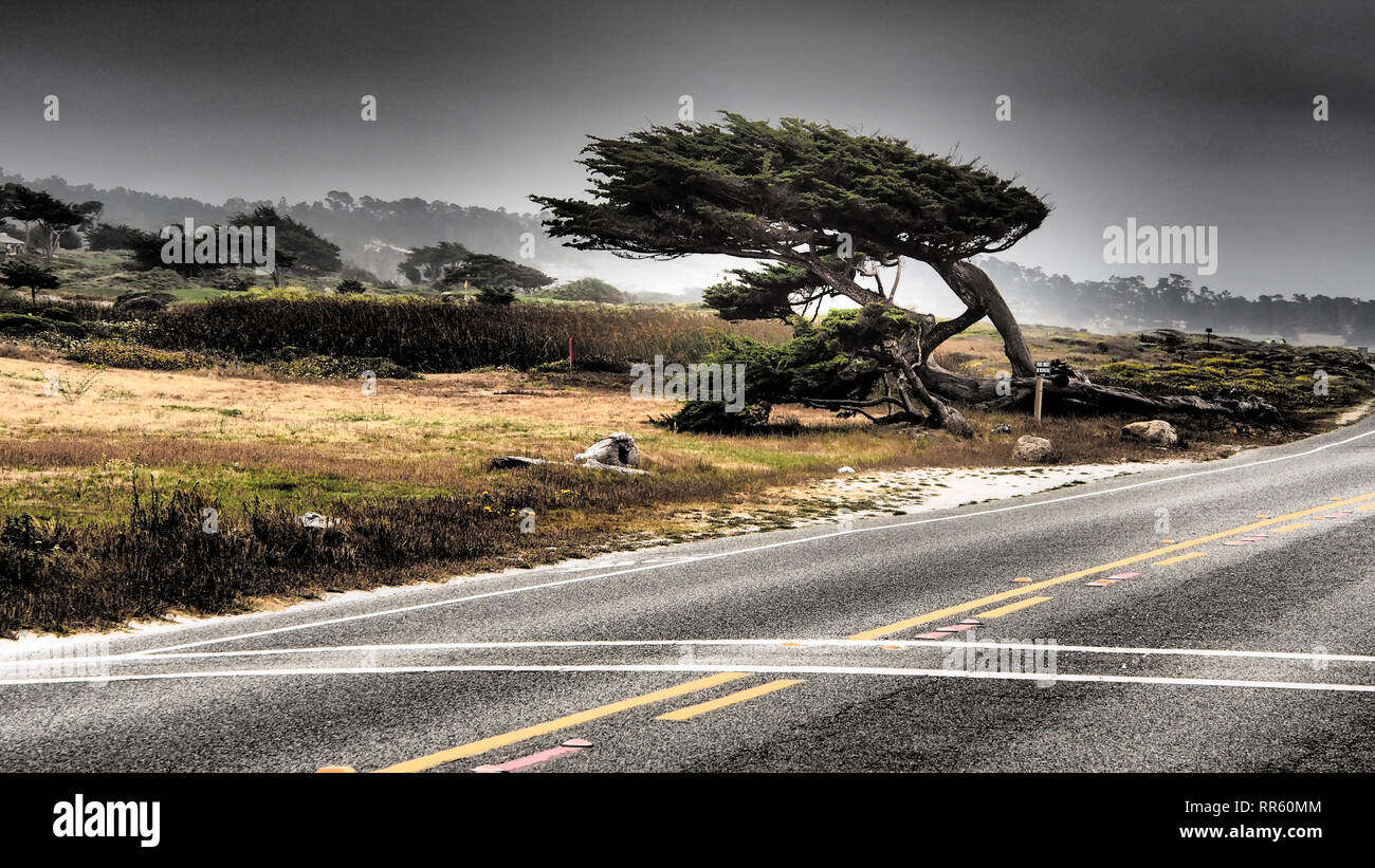 17 Mile Drive ist ein wunderbarer Park in Peble Beach Stockfoto