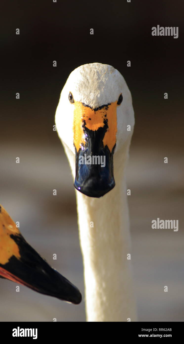 Bewicks Swan (cyguns bewickii columbianus) anstarrt, zeigt einzigartige Schnabel Markierungen. Februar 2019, Gloucestershire, VEREINIGTES KÖNIGREICH Stockfoto