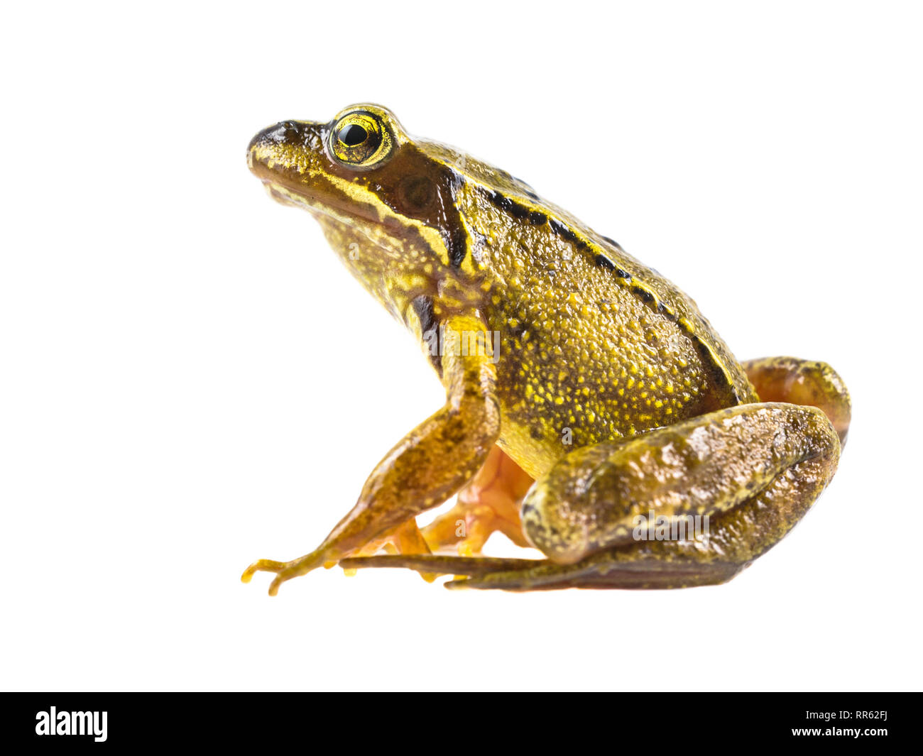 Gemeinsame Braun Frosch (Rana temporaria) Seitenansicht und Suchen in der Kamera auf weißem Hintergrund Stockfoto