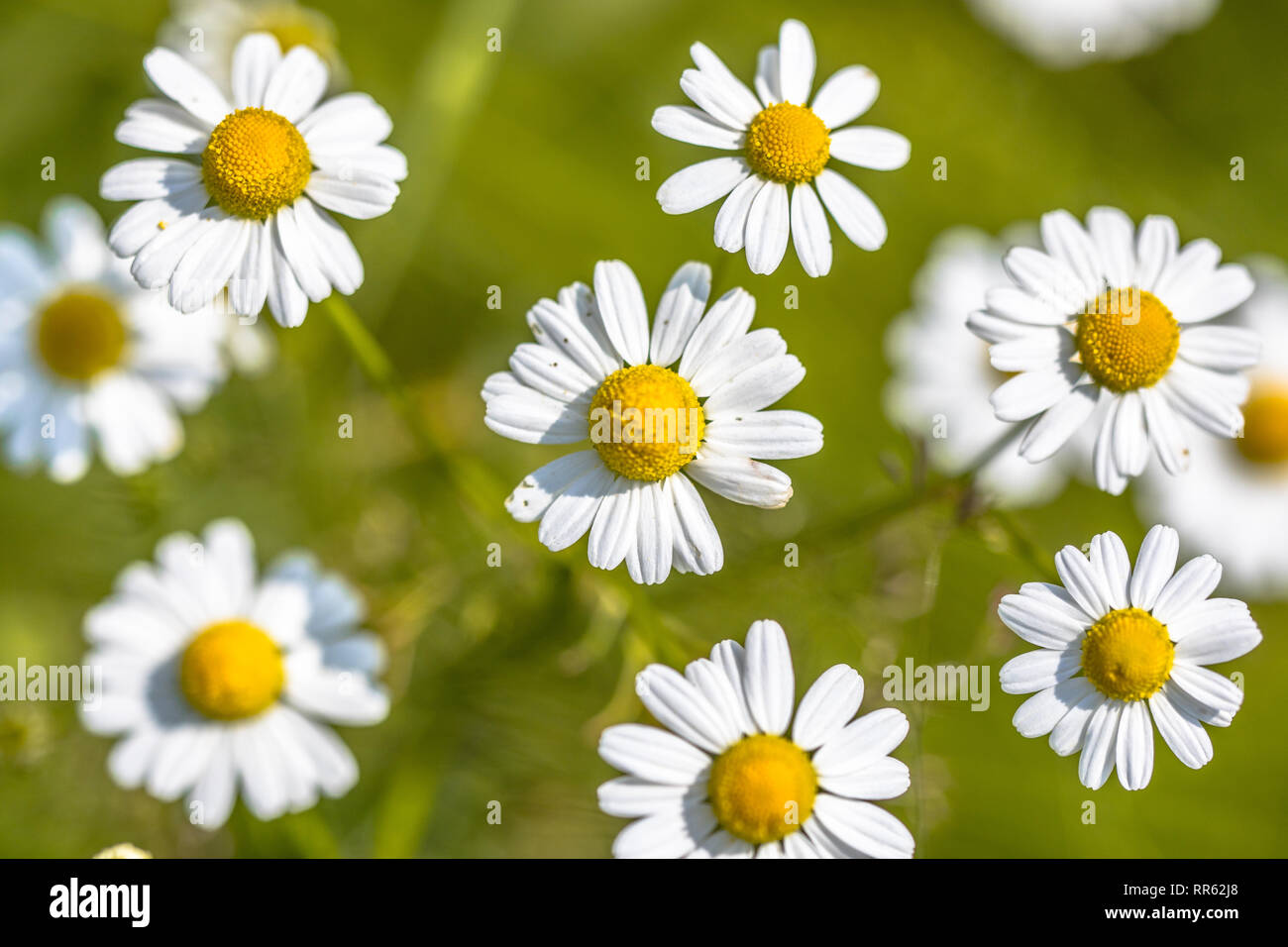 Kamille (Matricaria Chamomilla) Blumen blühen im Feld mit grünem Hintergrund Stockfoto