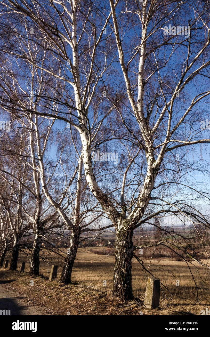 Alte Birken am Straßenrand, Tschechien in der Wintersonne Stockfoto