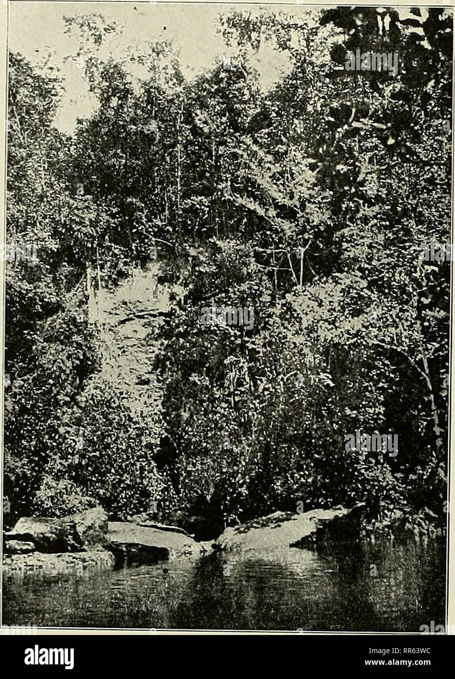 . Abhandlungen der Senckenbergischen Naturforschenden Gesellschaft. Natural History; Natural History. - 96 - sterben Vögel uns bemerkt haben, gelingt es uns, sie zu Schuß zu kommen und aus dem Schwärm, der sich rasch erhebt, lösen sich drei ab und gefallenen klatschend auf das Wasser nieder. Bisher waren wir bei dem Mangrovendickicht in Windungen hin und her-gefahren, jetzt befinden wir uns in Lichtblick vor einer hohen Felsenmauer von etwa 20 m Höhe, die steil in das Wasser abfällt und unten am Fuß der Mauer liegen 1 große Felsstücke, die sich offenbar von der überhängenden Felswand losge Stockfoto