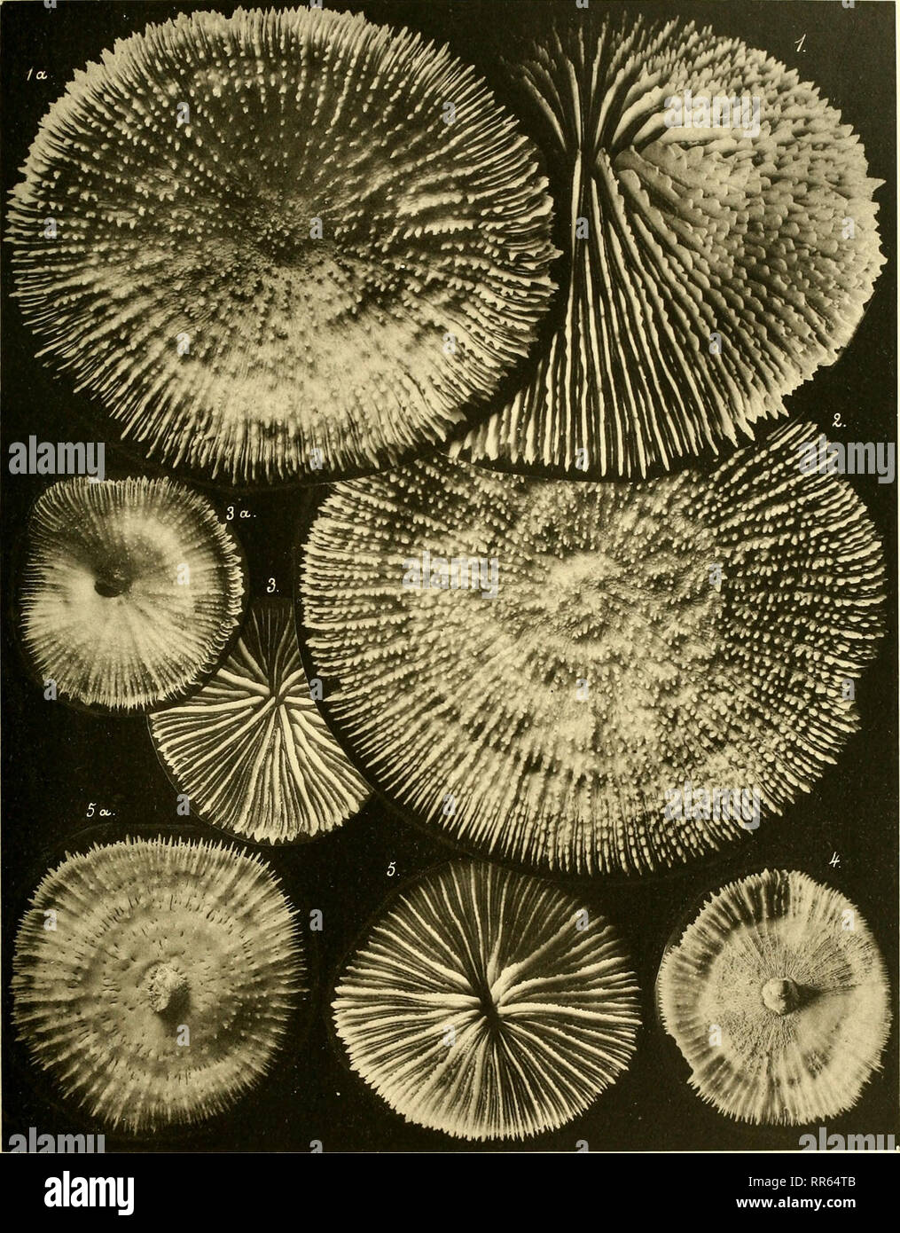 . Abhandlungen der Senckenbergischen Naturforschenden Gesellschaft. Natural History. Abliaiidl. (/. St'e/r!: n&gt;'&gt; iin'ari'flcwll^ch Taf. Xvi. Döderlein: Gattuntj Funt^ia.. Bitte beachten Sie, dass diese Bilder sind von der gescannten Seite Bilder, die digital für die Lesbarkeit verbessert haben mögen - Färbung und Aussehen dieser Abbildungen können nicht perfekt dem Original ähneln. extrahiert. Senckenbergischen Naturforschenden Gesellschaft. Frankfurt am Main, Waldemar Kramer [etc. ] Stockfoto