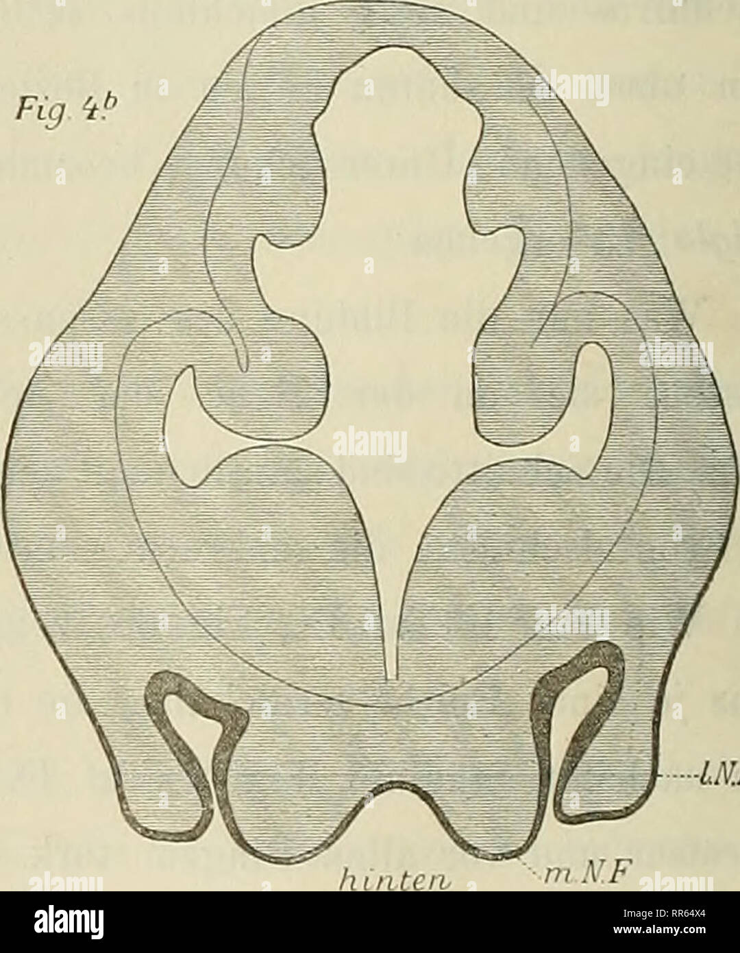 . Abhandlungen der Senckenbergischen Naturforschenden Gesellschaft. Natural History. Crocodil. mad, Querschnitt durch den Kopf des Embryos vom Stadion Taf. IX, Abb. 70 und Abb. 79. Vergr. 22. l.N.F. = lateraler Nasenfortsatz; m.N.F. = medialer Nasenfortsatz.. Bitte beachten Sie, dass diese Bilder sind von der gescannten Seite Bilder, die digital für die Lesbarkeit verbessert haben mögen - Färbung und Aussehen dieser Abbildungen können nicht perfekt dem Original ähneln. extrahiert. Senckenbergischen Naturforschenden Gesellschaft. Frankfurt am Main, Waldemar Kramer [etc. ] Stockfoto