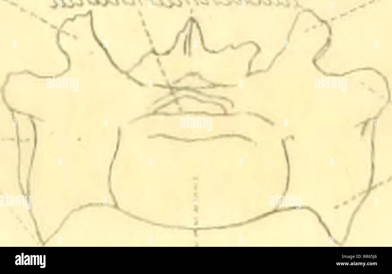 . Abhandlungen der Senckenbergischen Naturforschenden Gesellschaft. Natural History. ^^.'^iA. "• IjS&gt; S!^^^^^^^ sÄ: ich "V^-'&gt;.s§' v.^.^ Ich..?^.^^iA? .^^i^^... Si J. ^&gt;. Bitte beachten Sie, dass diese Bilder sind von der gescannten Seite Bilder, die digital für die Lesbarkeit verbessert haben mögen - Färbung und Aussehen dieser Abbildungen können nicht perfekt dem Original ähneln. extrahiert. Senckenbergischen Naturforschenden Gesellschaft. Frankfurt am Main, Waldemar Kramer [etc. ] Stockfoto