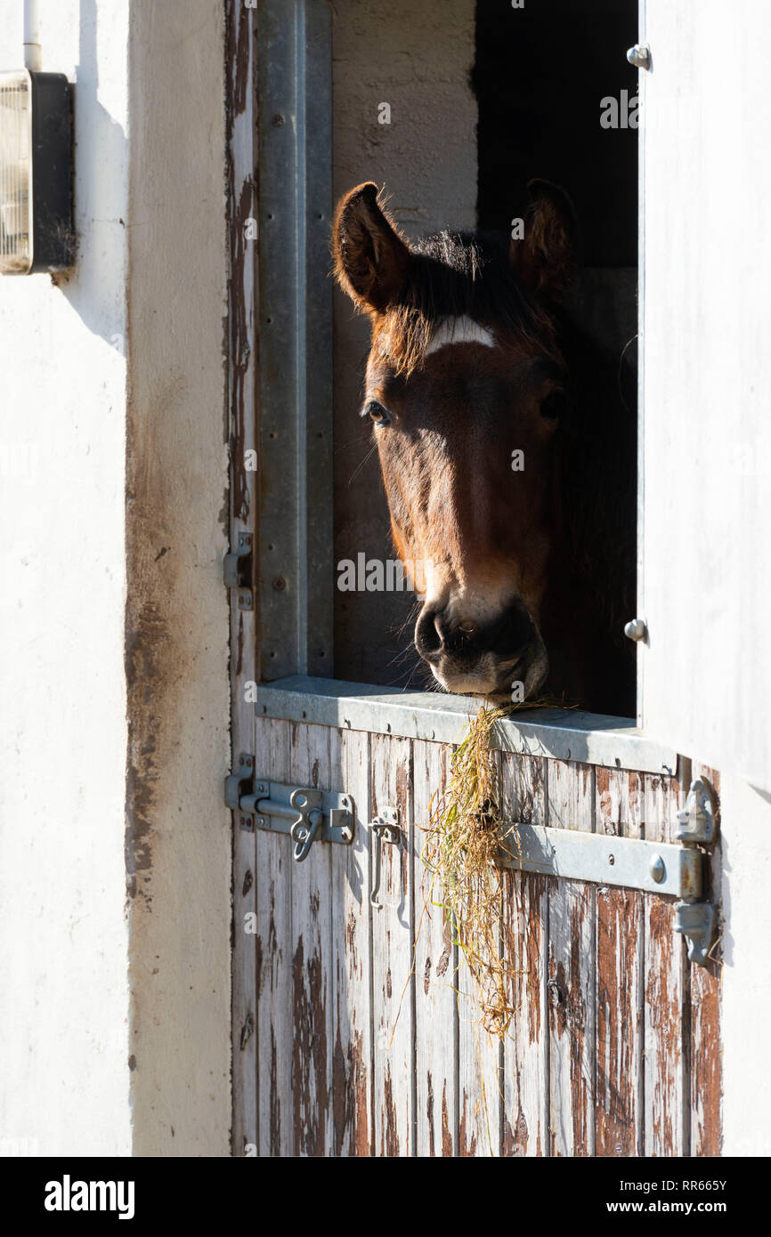Ein lusitano Fohlen Fütterung mit Heu auf eine stabile Tür Stockfoto