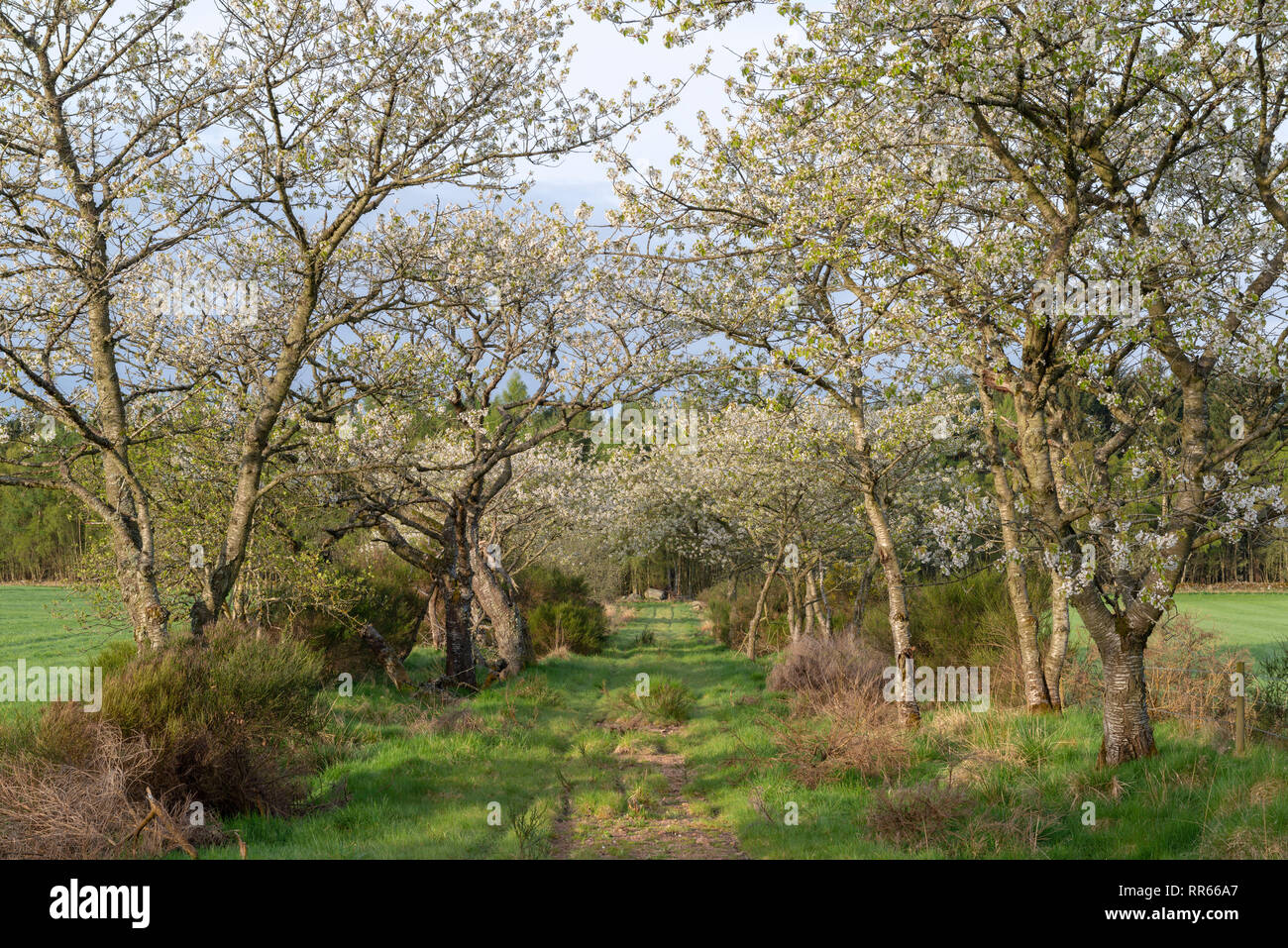 Wilde Kirschen (Prunus Avium) in der Blüte bilden ein Tunnel über einen Grasbewachsenen Weg in ländlichen Aberdeenshire Stockfoto