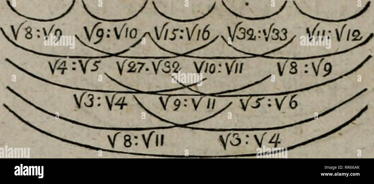 . Abhandlungen der physikalischen Klasse der Königlich-Preussischen Akademie, Christian. 2 fO W e ifs erste: zweite: Der dritte: Bereits: Fünfte: sechste Dim i: Vi: Vi: VI: Vl'. Vh-Vi: VI: Vh? Vi: 1/y: V 3. Mithin alle sterben aus dem nämlichen Verhältnisse entwickelt Grundverhält - nif I/2: V $ t wie beim Leucitschema selbst (S. 256); aber mit vollstän-diger Umkehrung in der Folge derselben, und stirbt bewirkt 'durch Aufnahme von lauter neuen Gliedern mit umgekehrtem Werthe sterben, wie V* und1/y" statt ^er Vf und Vtt des Leucitschema, sterben Dimension in ca immer als Einheit genommen. Stockfoto