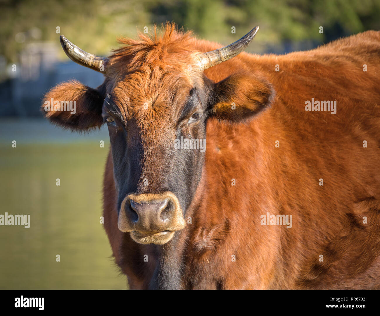 Eine Kuh mit Hörnern auf Mallorca. Nach oben Schließen Stockfoto