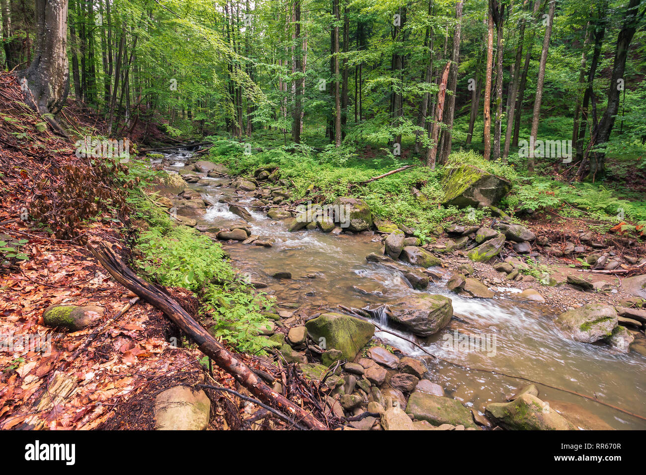 Fluss im Wald Bäume, Felsen und gefallene Laub am Flussufer. Frische der Natur Landschaft. schönen Hintergrund. Sommer bedeckt da Stockfoto