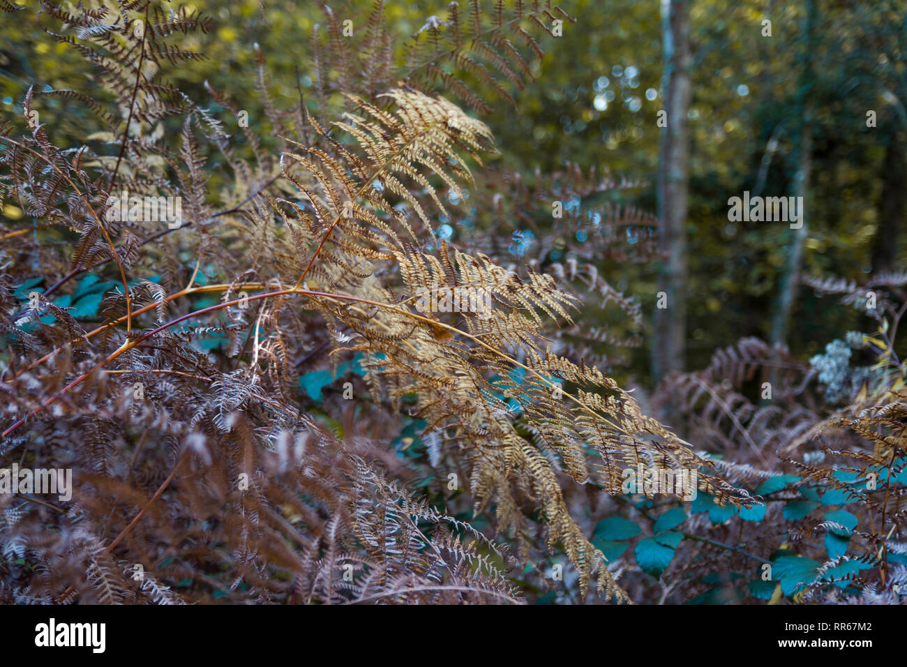 Nahaufnahme der Blätter von La Fageda, einem Waldgebiet in La Garrotxa, Girona, Katalonien, Spanien Stockfoto