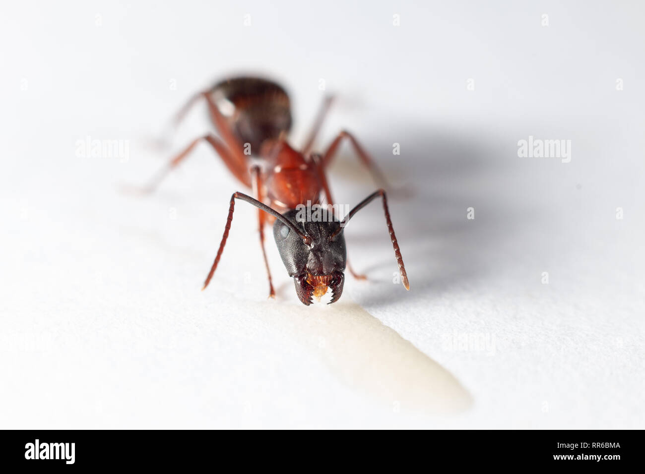 Schwarz Carpenter Ant Fütterung Mund öffnen Stockfoto