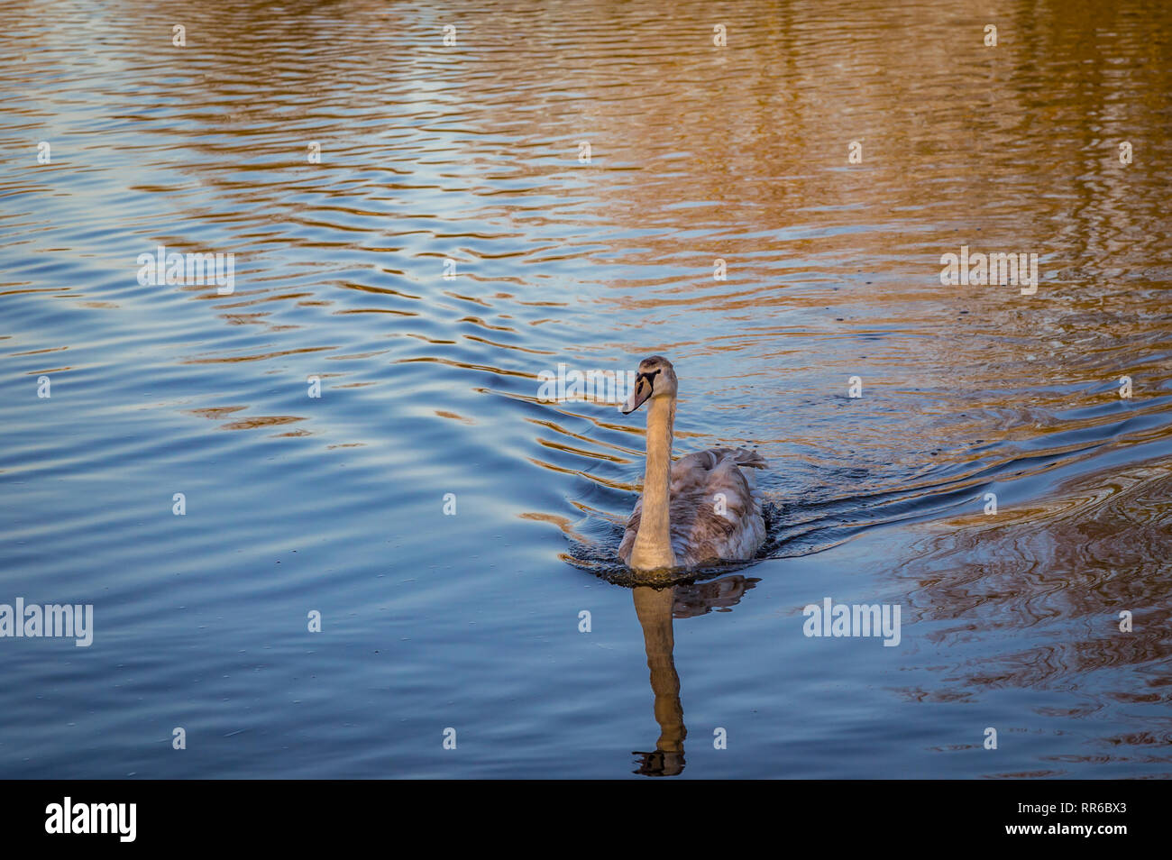 Am späten Nachmittag geschossen im Februar dieses cynet Schwimmen im See mit beaufiful goldenen Reflexen im Wasser. Stockfoto