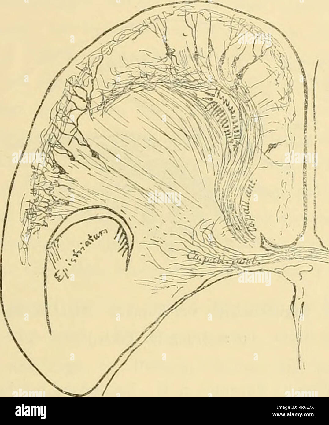. Abhandlungen der Senckenbergischen Naturforschenden Gesellschaft. Natural History. - 373 - Your Züge. l) ildeii ventralen sterben Mantelgrenze und liegen direkt dem liinter Markfeld der Scheidewand. Die Hervorragung, welche sie zusammen mit den weiter vorn der Rinde ein gleicher Stelle ent-quellenden Pasermasseu macht, ist es, welche ich früher als Fornixleiste bezeichnet Lehrredaktion Of This Name ist mehrfach mifsverstanden Nordworden. Meyer hat z. B. gemeint, ich verstehe darunter das Sejitum pellucidum. Die fasermasse aber Balatonfüred dorsale vom Septum pellucidum declvt und sich mit dem ventralen Teil dessen war ich Stockfoto