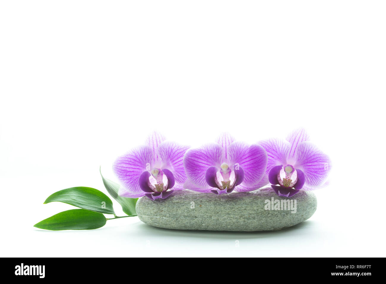 Konzept od Schönheit und Frische - Drei purple orchid Blüten auf grau Roundstone und grüne Blätter auf weißem Hintergrund Stockfoto