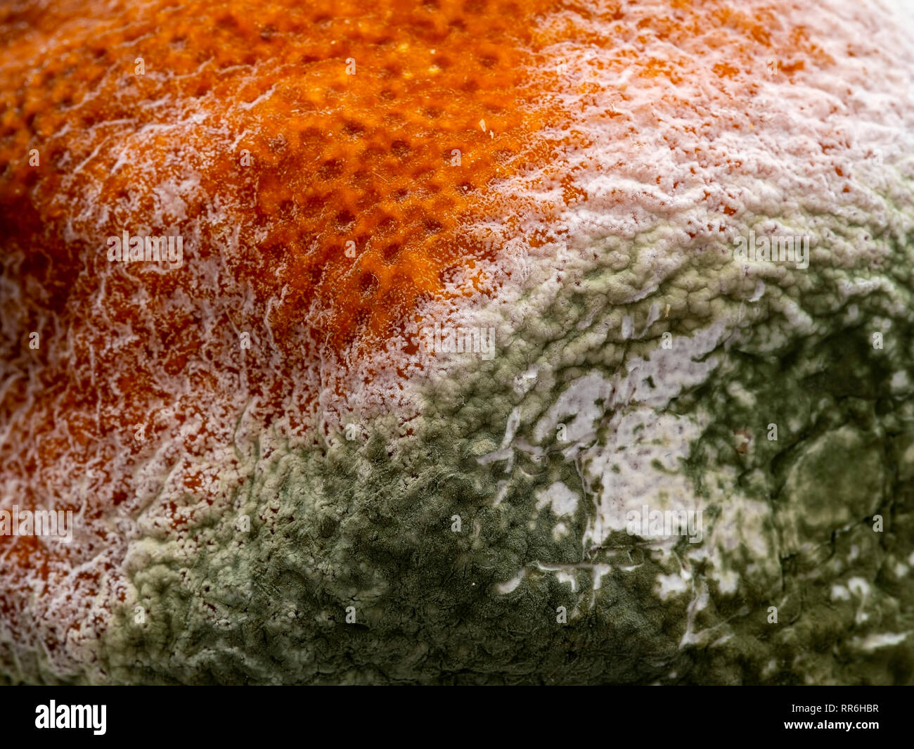 Schöne Makro von Pilz auf Schimmel, moudy orange. Natürliche Zersetzung. Stockfoto