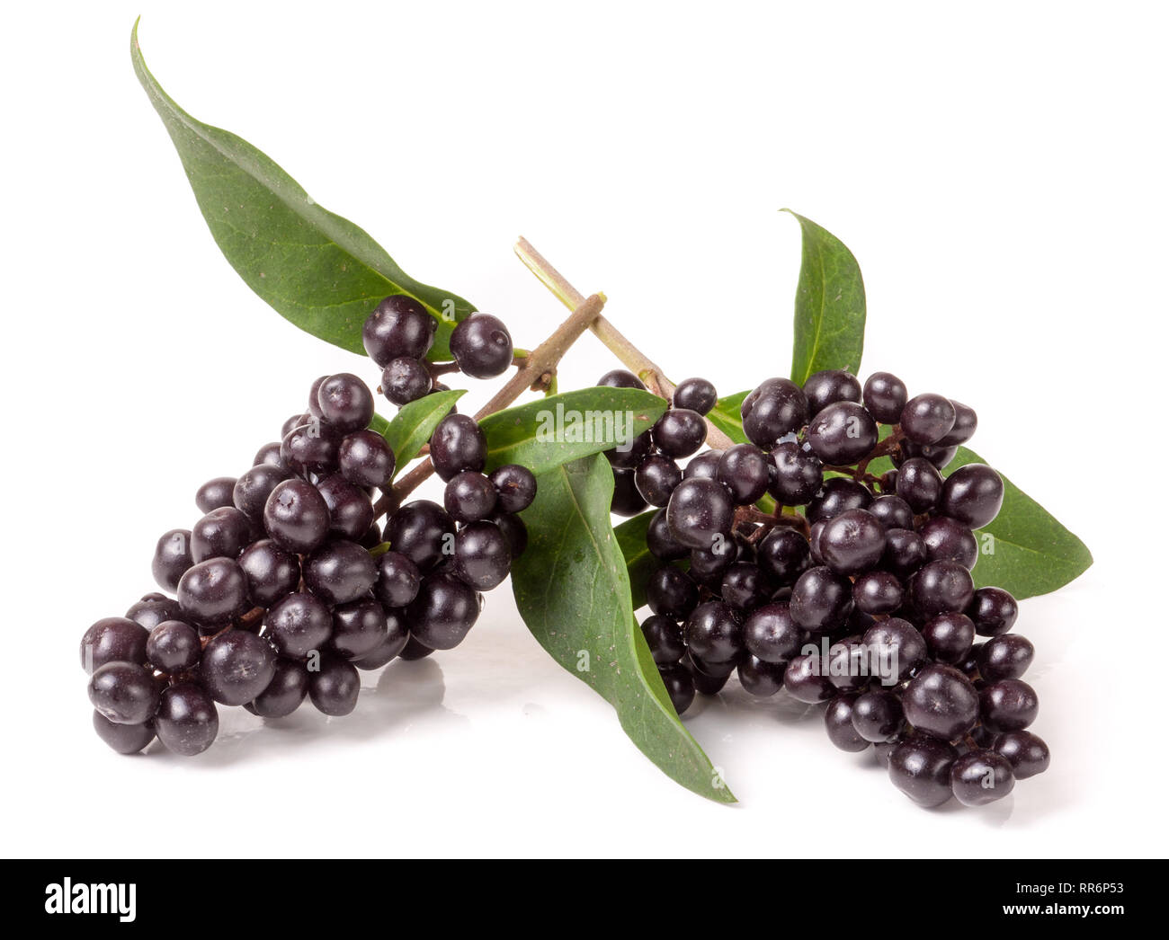 Zweig der Liguster oder Ligustrum vulgare auf weißem Hintergrund Stockfoto