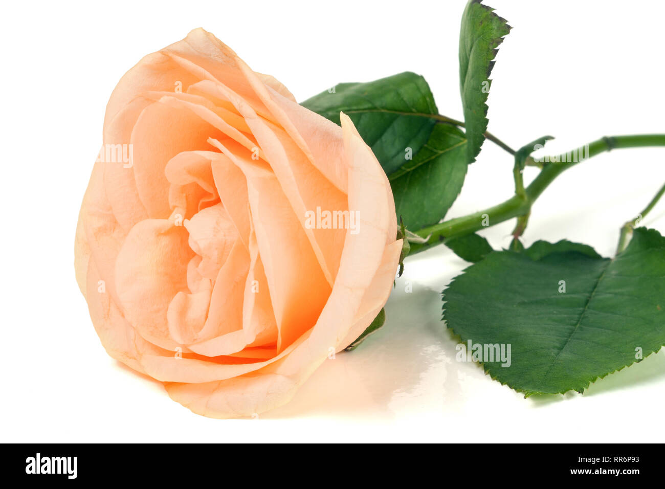 Peach Rose mit Blättern auf weißem Hintergrund Stockfoto