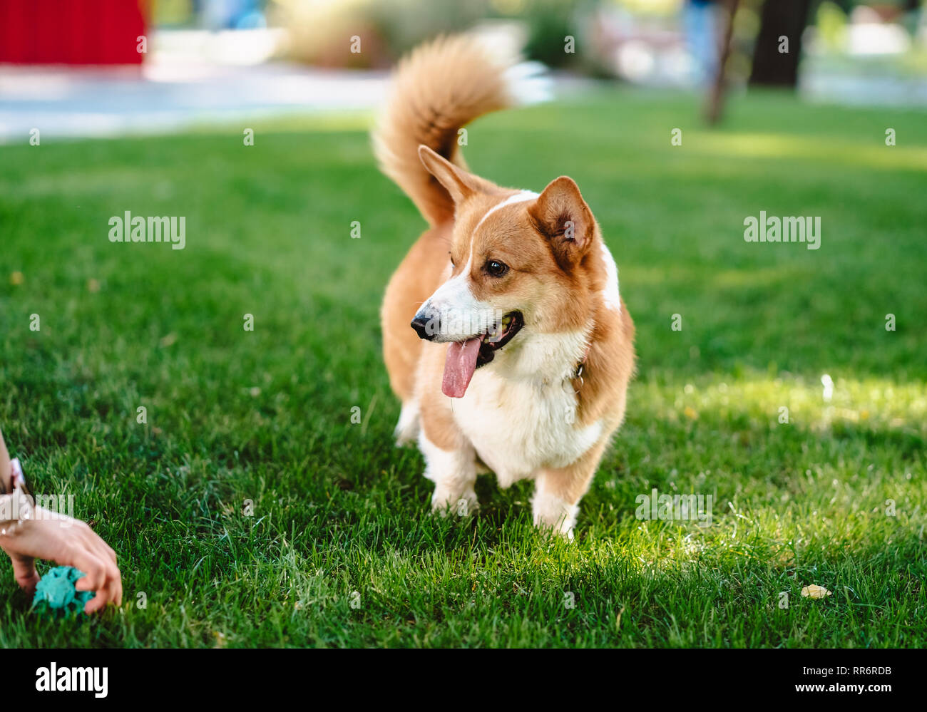 Glücklich und Aktiv reinrassiger Welsh Corgi Hund draußen im Gras Stockfoto