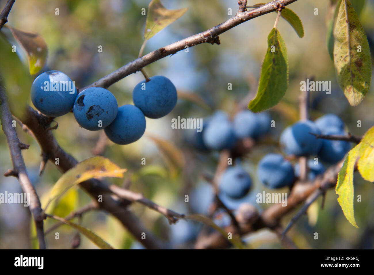 Blackthorn Zweig mit Beeren einen unscharfen Hintergrund Stockfoto