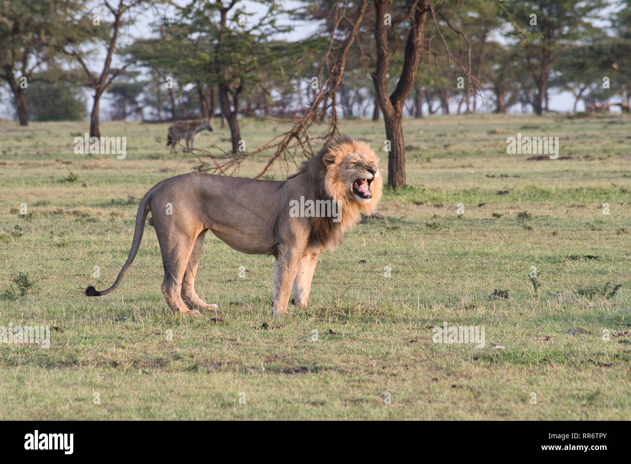 Erwachsene männliche Löwe (Panthera leo) Aufruf aus anderen Raubtieren zu warnen, insbesondere Tüpfelhyänen, von denen eine im Hintergrund gesehen werden kann. Stockfoto